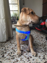 Safety Glowing Pet Harness With LED