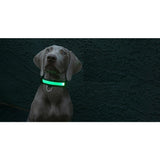 Safety Pet Collar With LED And Printed Design By Project Pet Lovers Club