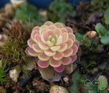 40 Seeds Per Pack - Lithops Pseudotruncatella