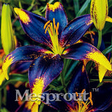 100 Seeds Per Pack - 20 Colors Lily Seeds By Mesprout