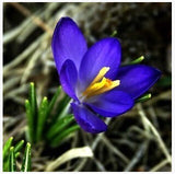 20 Seeds Per Pack - Saffron Crocus Seeds